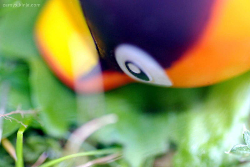 Illustration for article titled Pokémon (OH) Snap!: Hiding in the Tall Grass...(Part I)